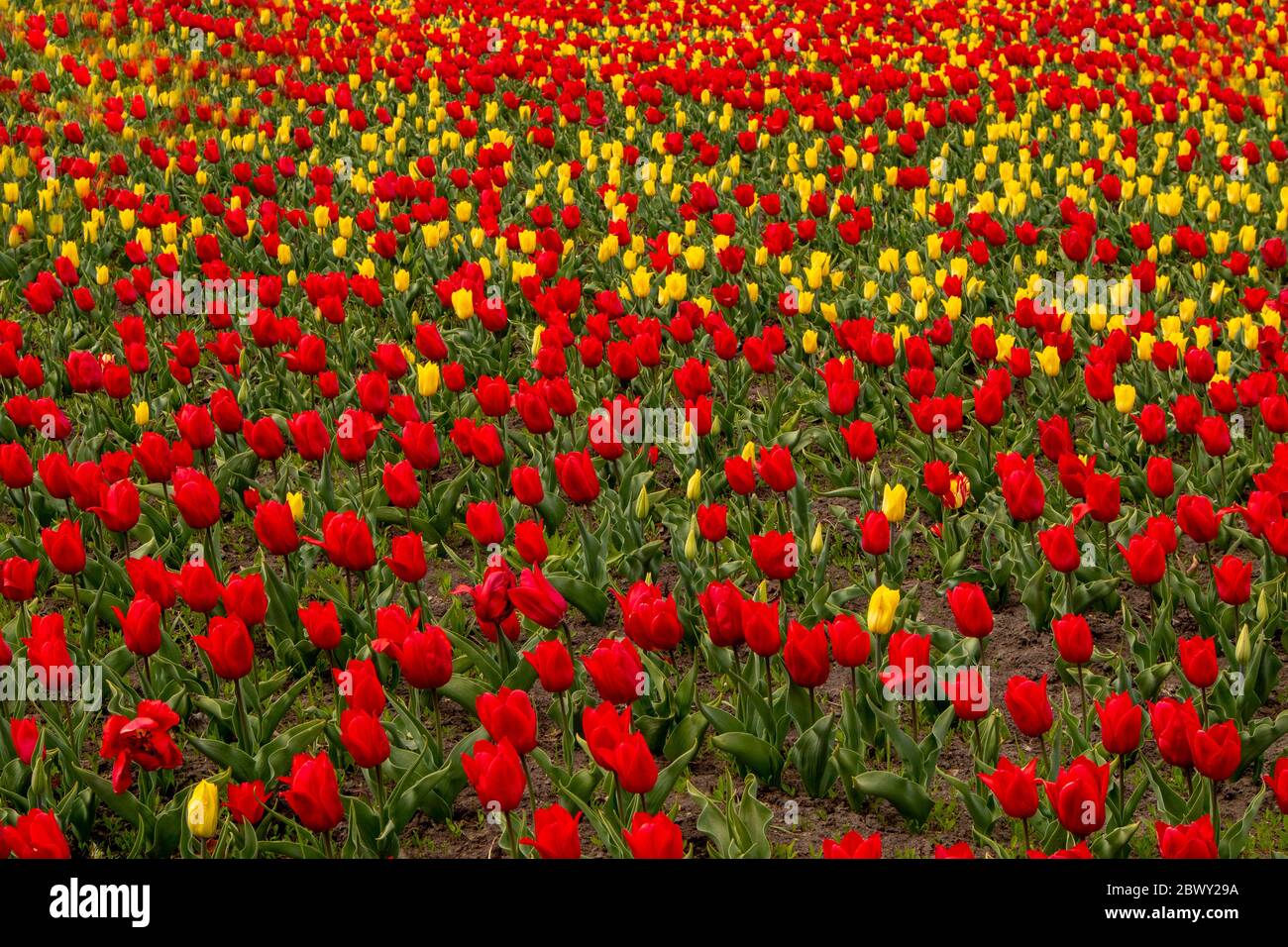 Tulip Field. Beautiful field of red and yellow tulips Stock Photo - Alamy