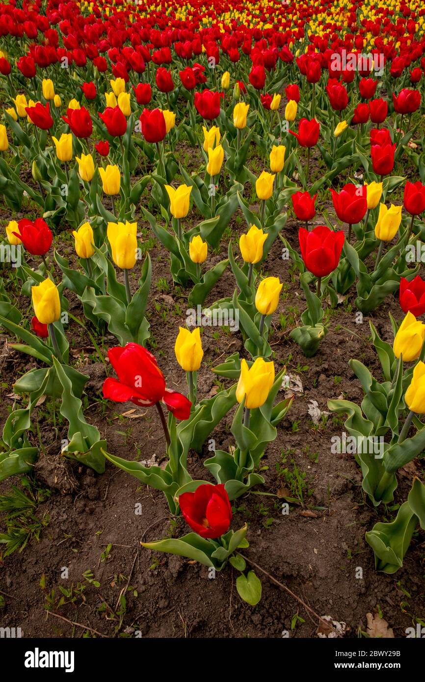 Tulip Field. Beautiful field of red and yellow tulips Stock Photo - Alamy