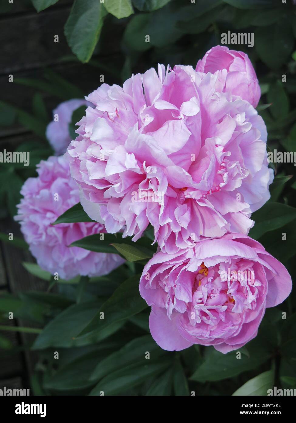 A pink peony in full bloom in early June, paeonia lactiflora, growing in a summer flower border in an English garden. Stock Photo