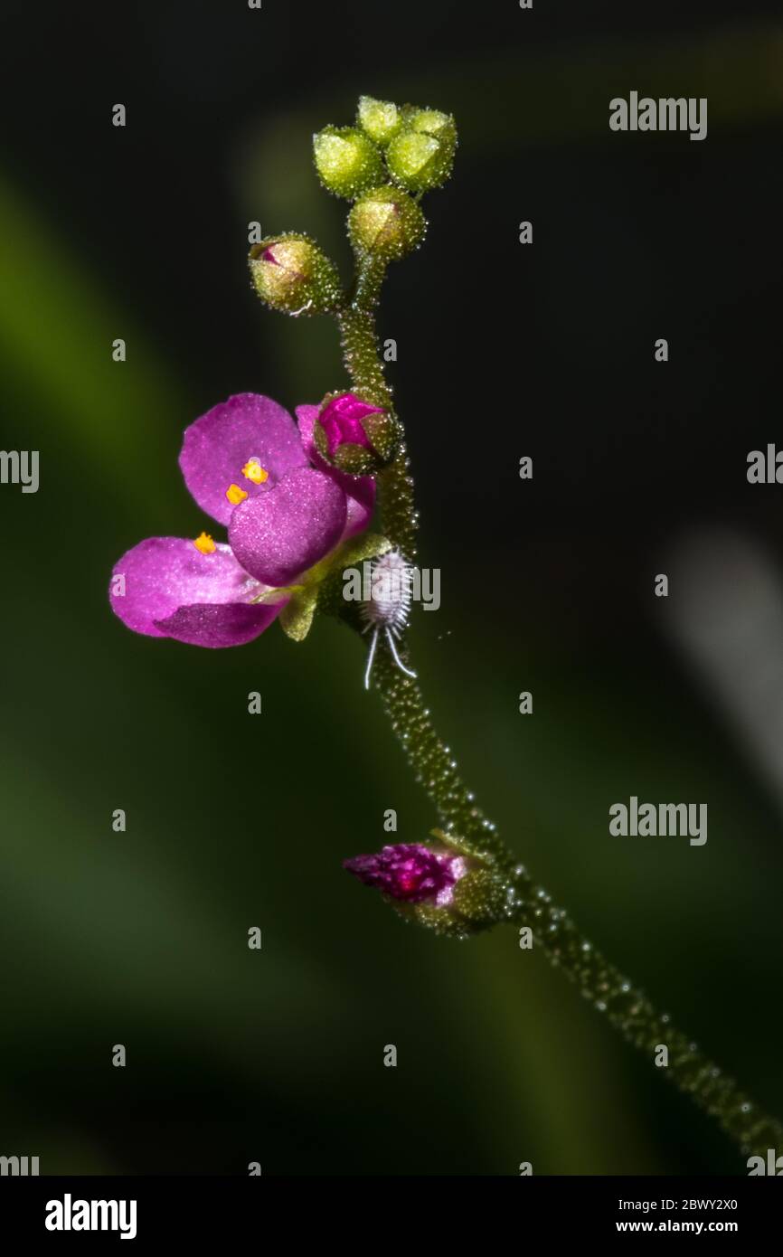 Flower of the Pink or Spathulate-leaved Sundew (Drosera capillaris) Stock Photo