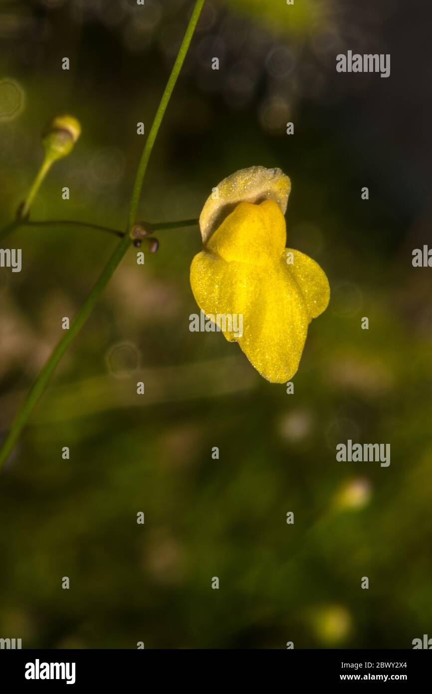 Flower of Zigzag Bladderwort (Utricularia subulata) Stock Photo