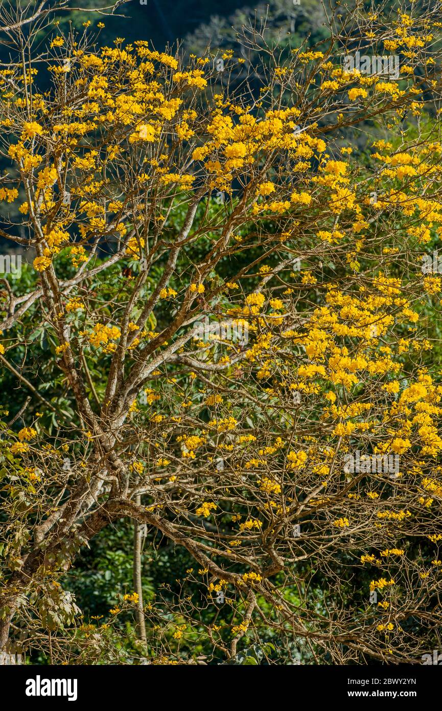 A yellow trumpet tree (Tabebuia aurea) in the Caratinga Biological Reserve in the state of Minas Gerais, Brazil. Stock Photo