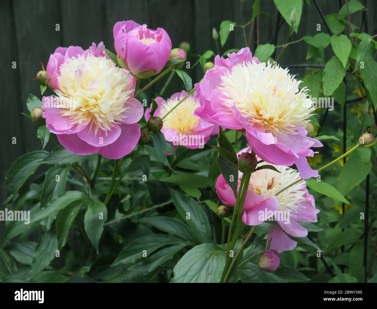 Paeonia Lactiflora 'Bowl of Beauty' is a striking peony for the herbaceous border of an English garden, with vibrant yellow and pink flower heads. Stock Photo