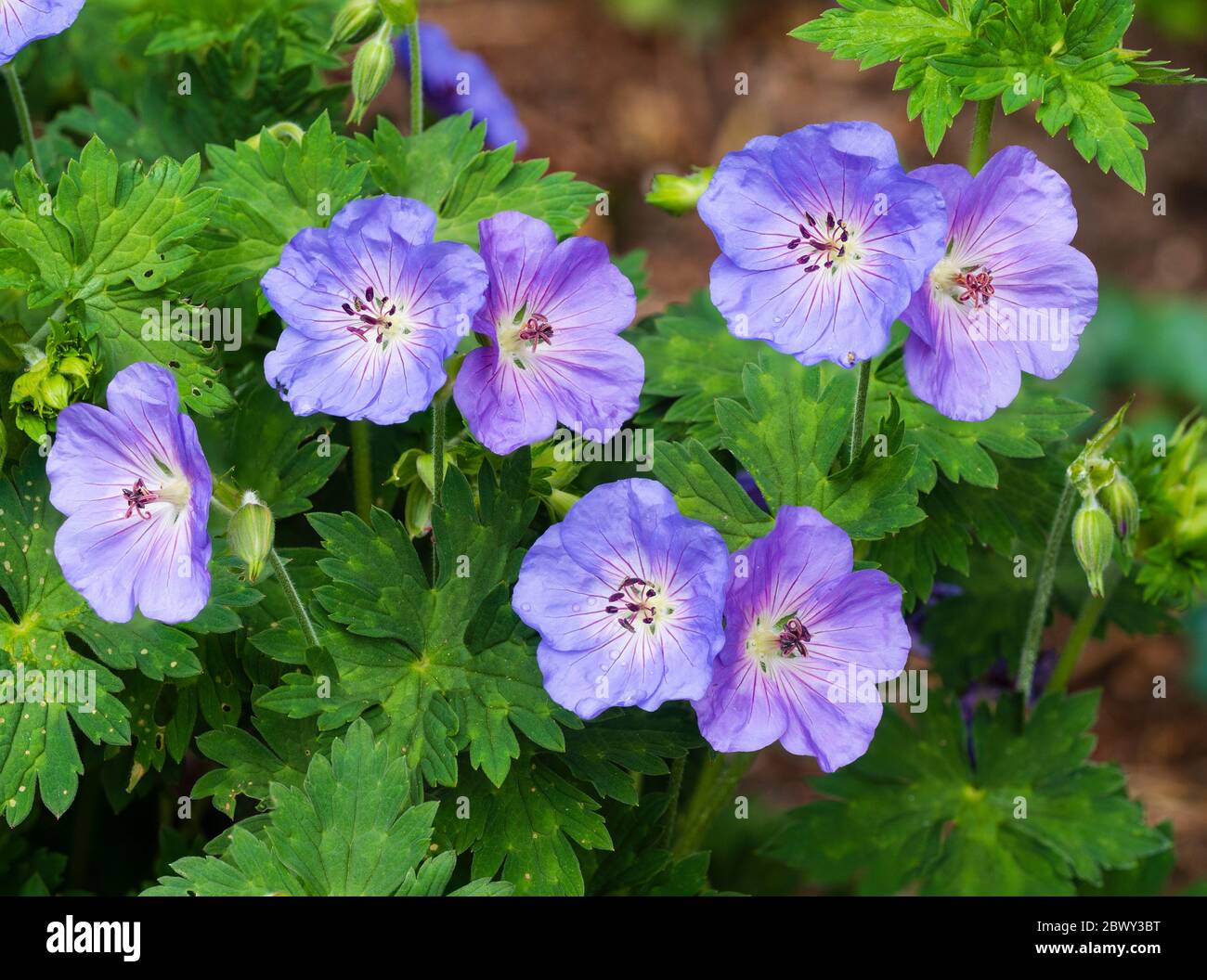 Blue Flowers Of The Perennial Hardy Cranesbill Geranium Azure Rush Blue Flowers Of The Perennial Hardy Cranesbill Geranium Azure Rush