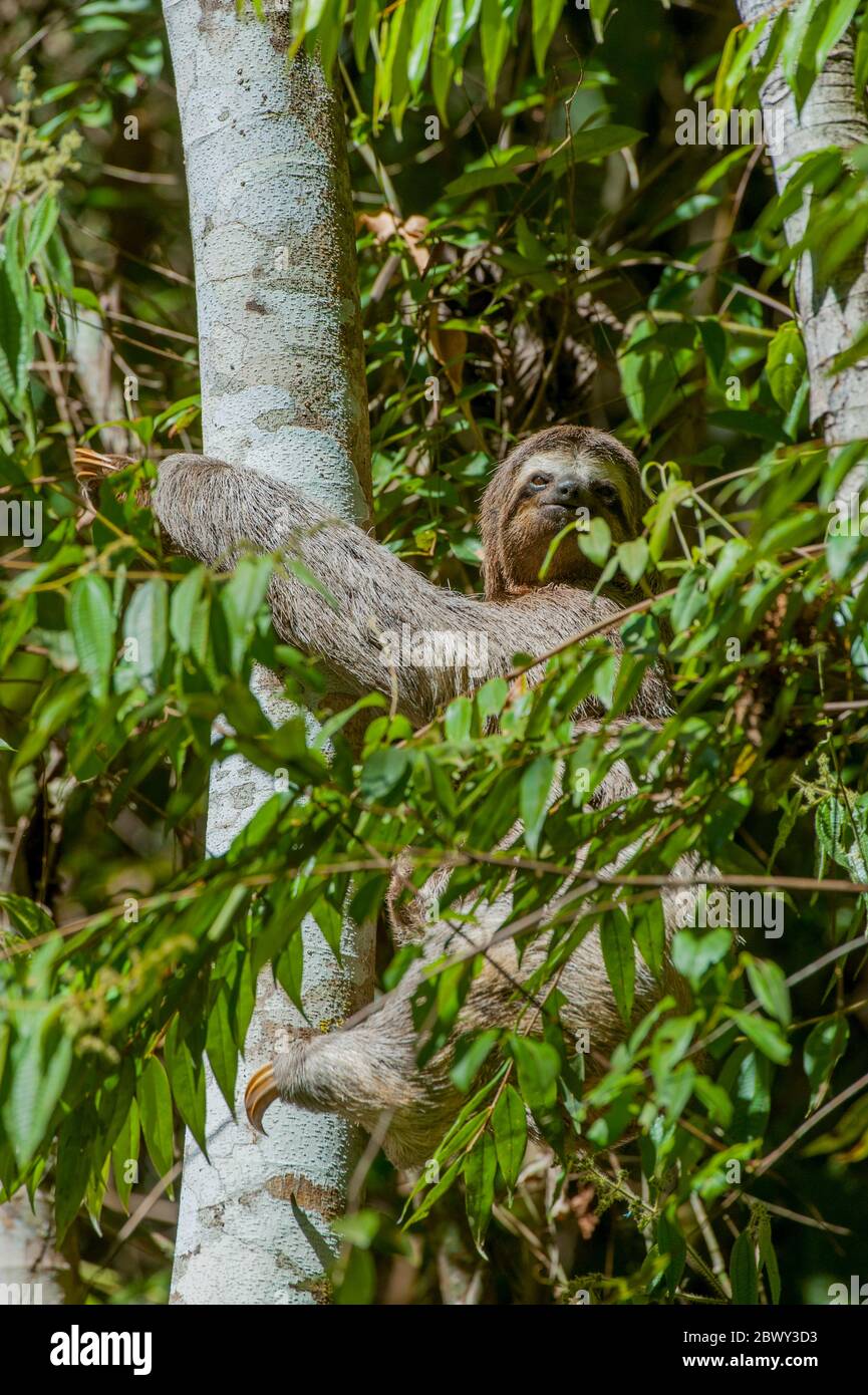 A three-toed sloth with a baby is slowly climbing up a cecropia tree in the Caratinga Biological Reserve in the state of Minas Gerais, Brazil. Stock Photo