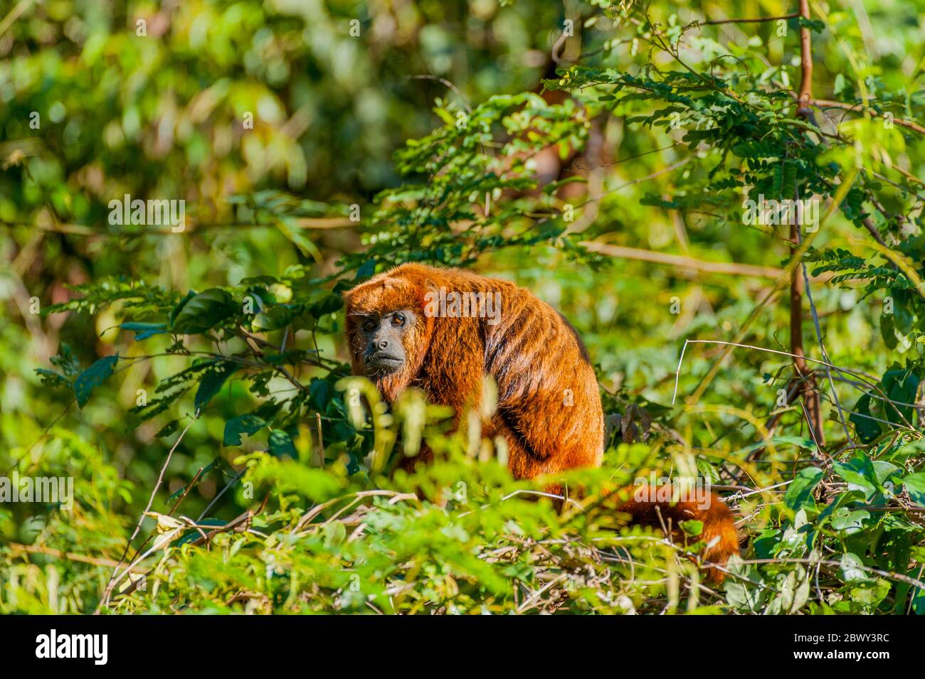 A brown howler (Alouatta guariba), also known as brown howler monkey, is a species of howler monkey, a type of New World monkey in the Atlantic rainfo Stock Photo