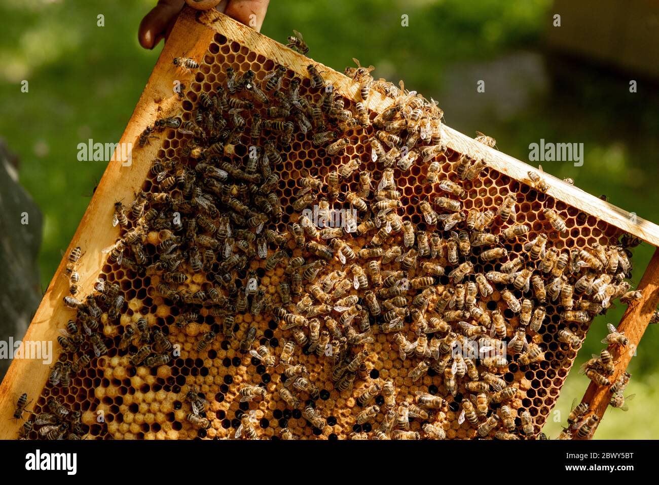 Queen Bee In A Beehive Laying Eggs Supported By Worker Bees Stock Photo Alamy