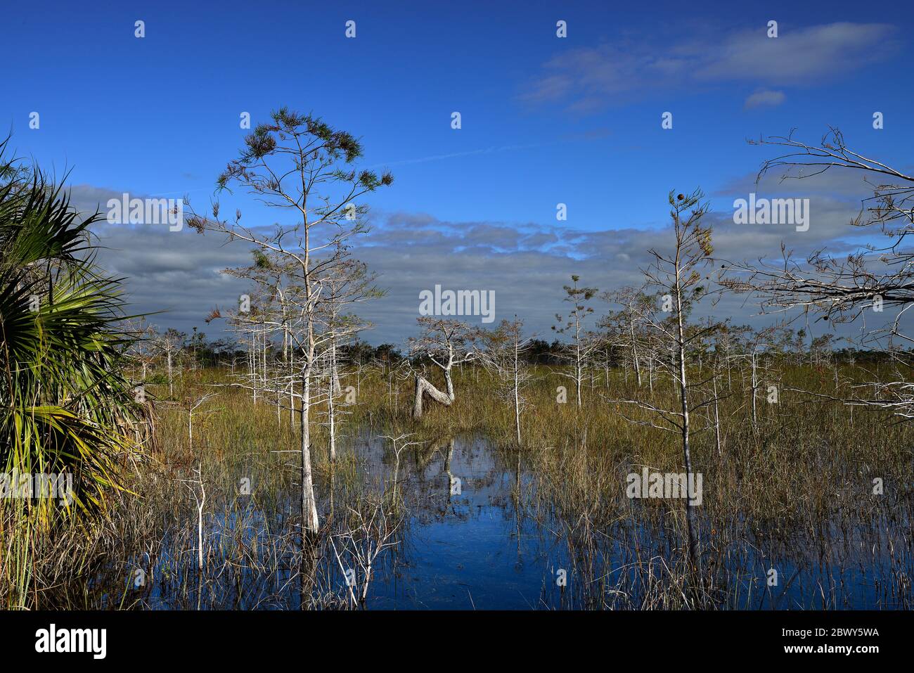 Sawgrass and Dwarf Cypress Forest in Everglades National Park Stock Photo