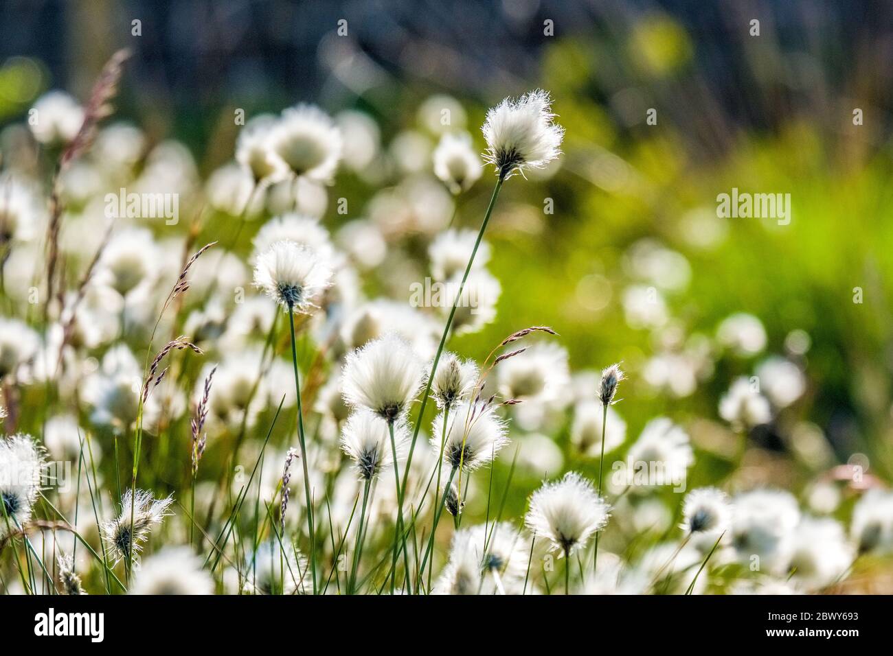 Eriophorum angustifolium, Cottongrass growing on Peak District moorland Stock Photo