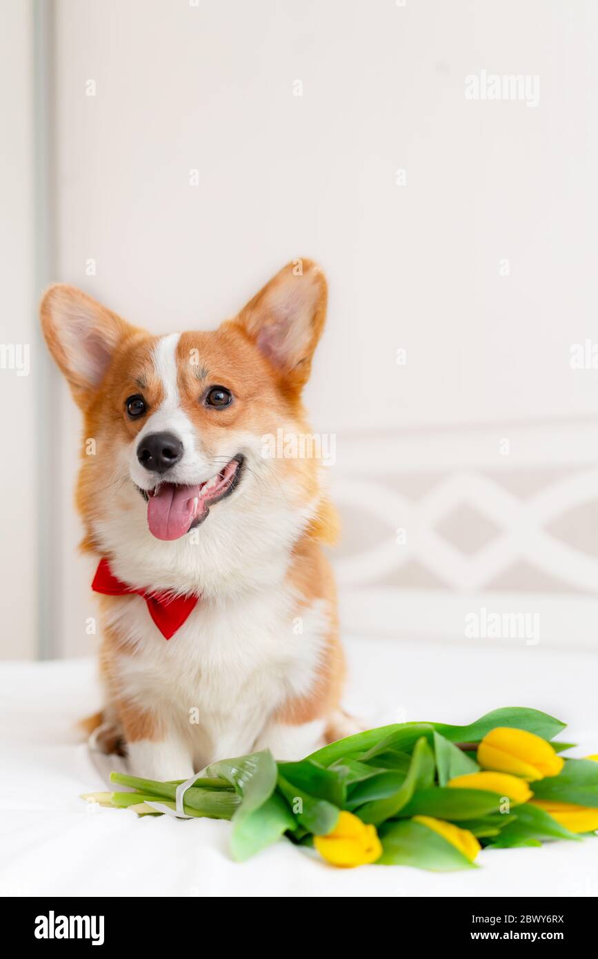 Cute corgi dog in stylish red bomber jacket sit near tulip flowers. Concept pet fashion Stock Photo