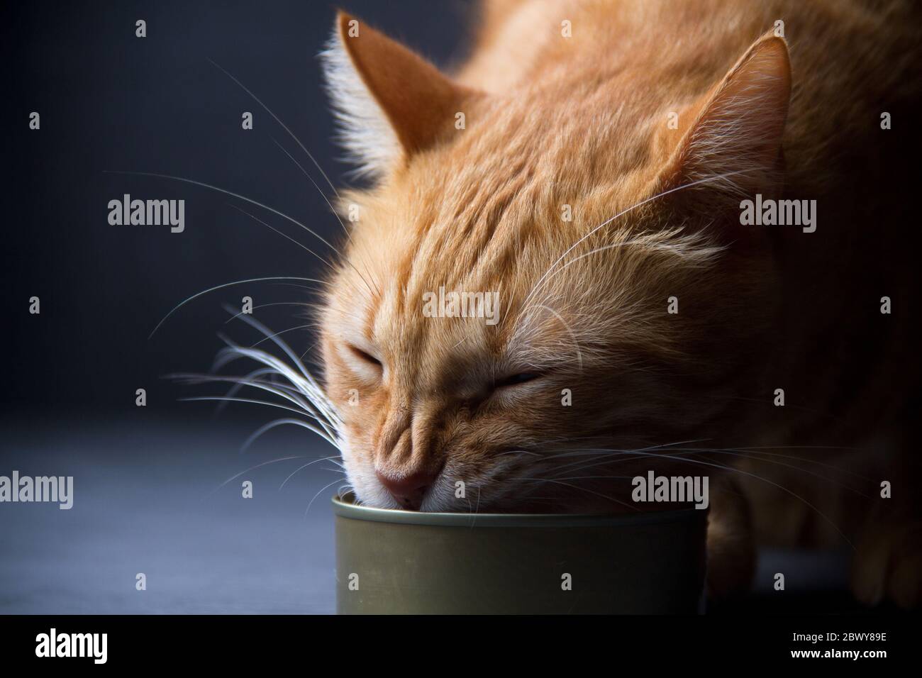 Orange cat eating food Stock Photo Alamy