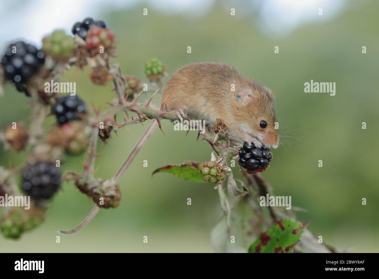The harvest mouse is a small rodent native to Europe and Asia. It is typically found in fields of cereal crops, such as wheat and oats, in reed beds. Stock Photo