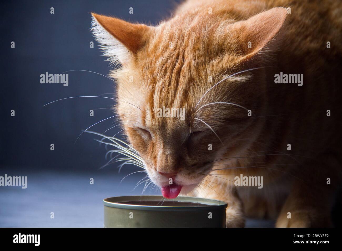 Orange cat eating food Stock Photo Alamy
