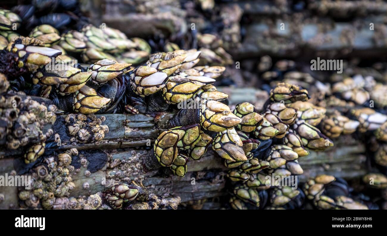Percebes natural live barnacles on cliffs above the marine environment sea crustacean seafood Galicia Spain Stock Photo