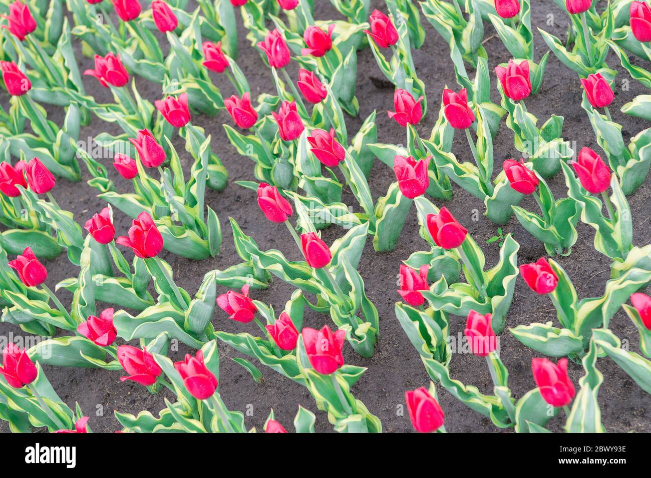 Gardening tips. Growing flowers. Growing bulb plants. Enjoying nature. Soil for growing flowers. Growing perfect scarlet red tulips. Beautiful tulip fields. Field of tulips. Springtime bloom. Stock Photo