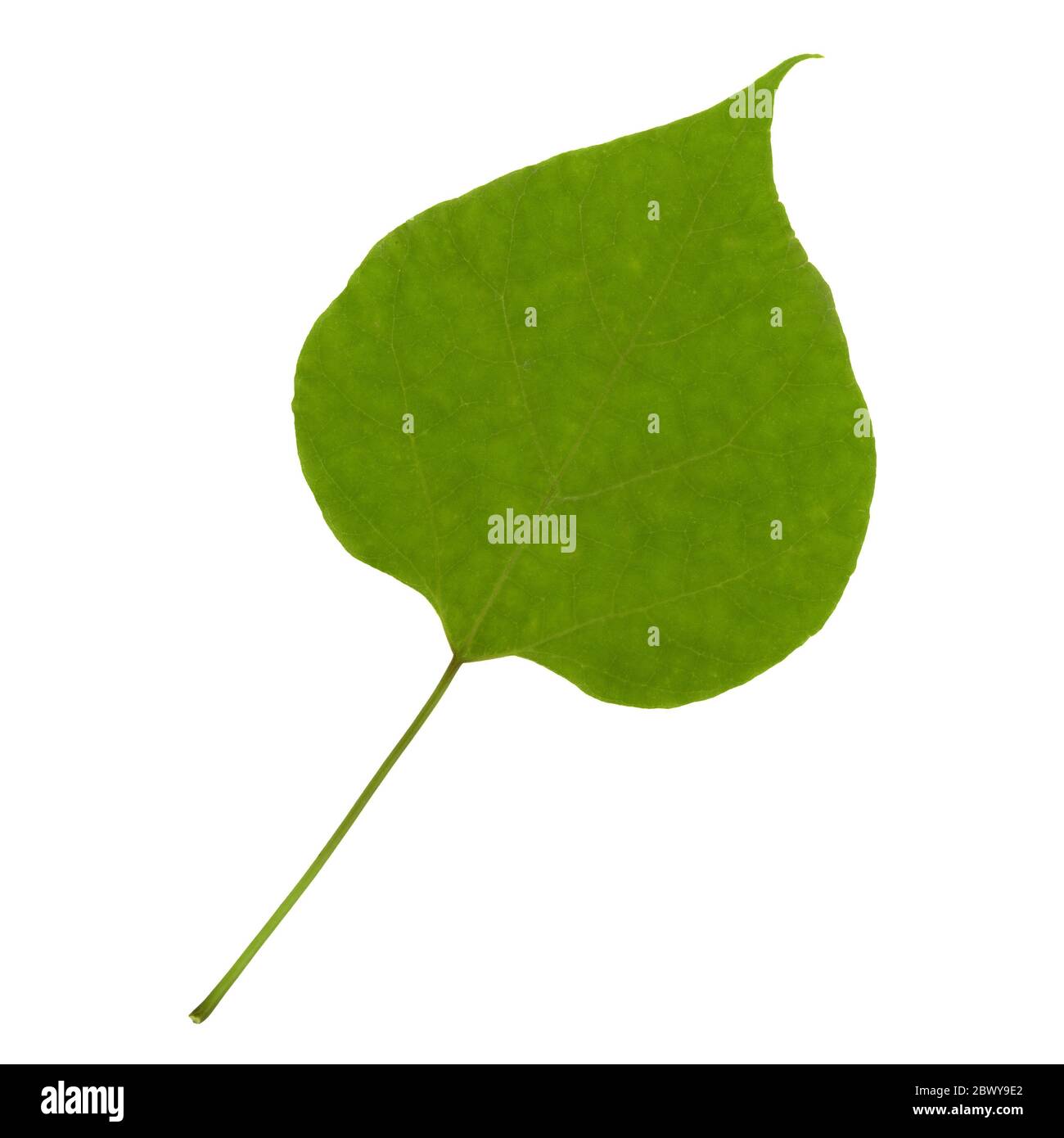 green leaf isolated over a white background Stock Photo - Alamy