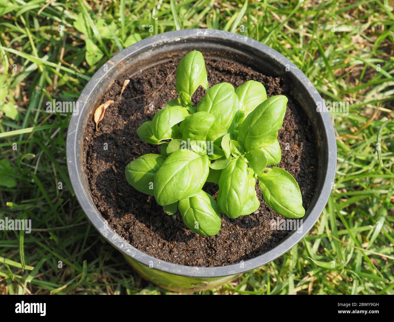 basil (scientific name Ocimum basilicum) aka Thai basil or sweet basil