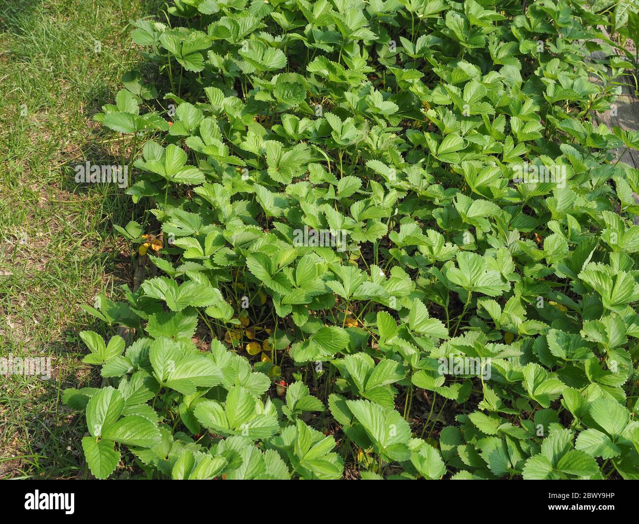 strawberry (scientific name Fragaria x ananassa) fruit plant Stock