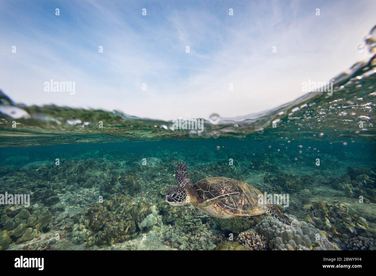 green sea turtle or honu, Chelonia mydas, Kahalu'u Beach Park, Keauhou, Kona, Hawaii, USA ( Central Pacific Ocean ) Stock Photo