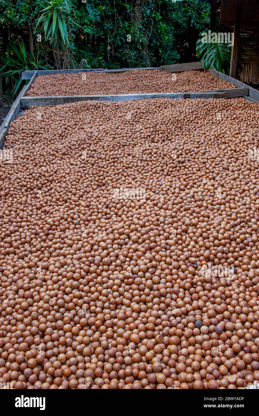 Macadamia nuts guatemala hires stock photography and images Alamy