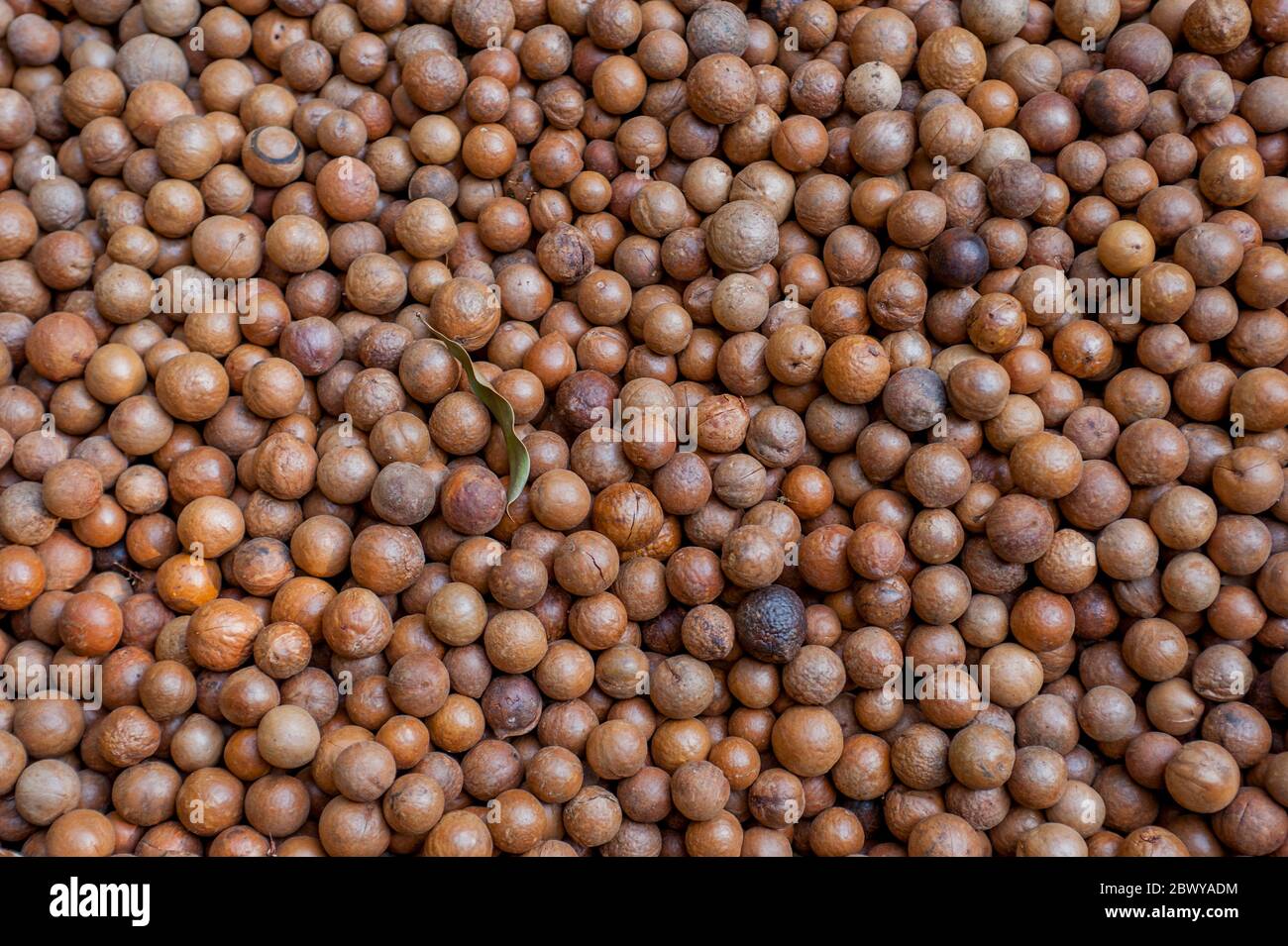 Macadamia nuts drying at the Finca Valhalla Macadamia Nut Plantation in the  highlands of Guatemala near Antigua Stock Photo - Alamy