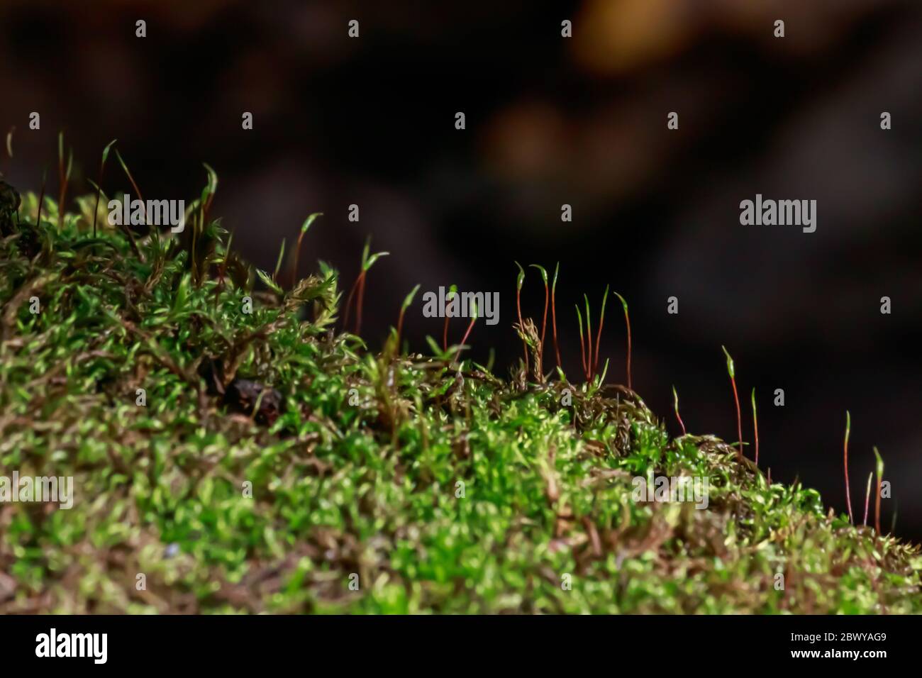 Close up jungle grass plants hi-res stock photography and images - Alamy
