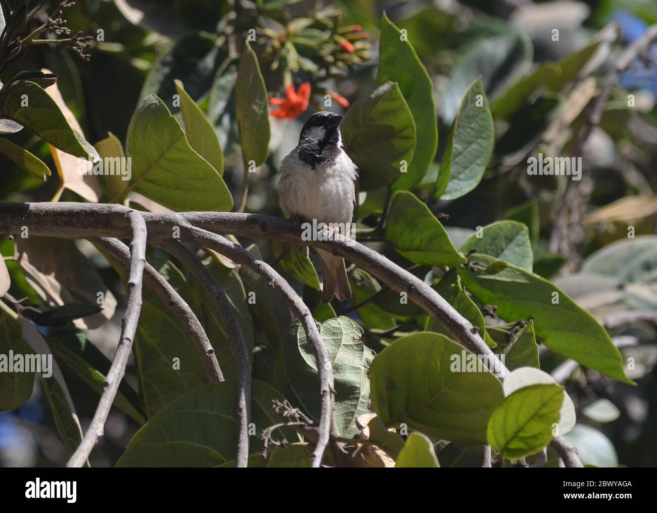 Male house sparrow (Passer domesticus) perched on a tree branch in a urban garden in Dakar, Senegal Stock Photo