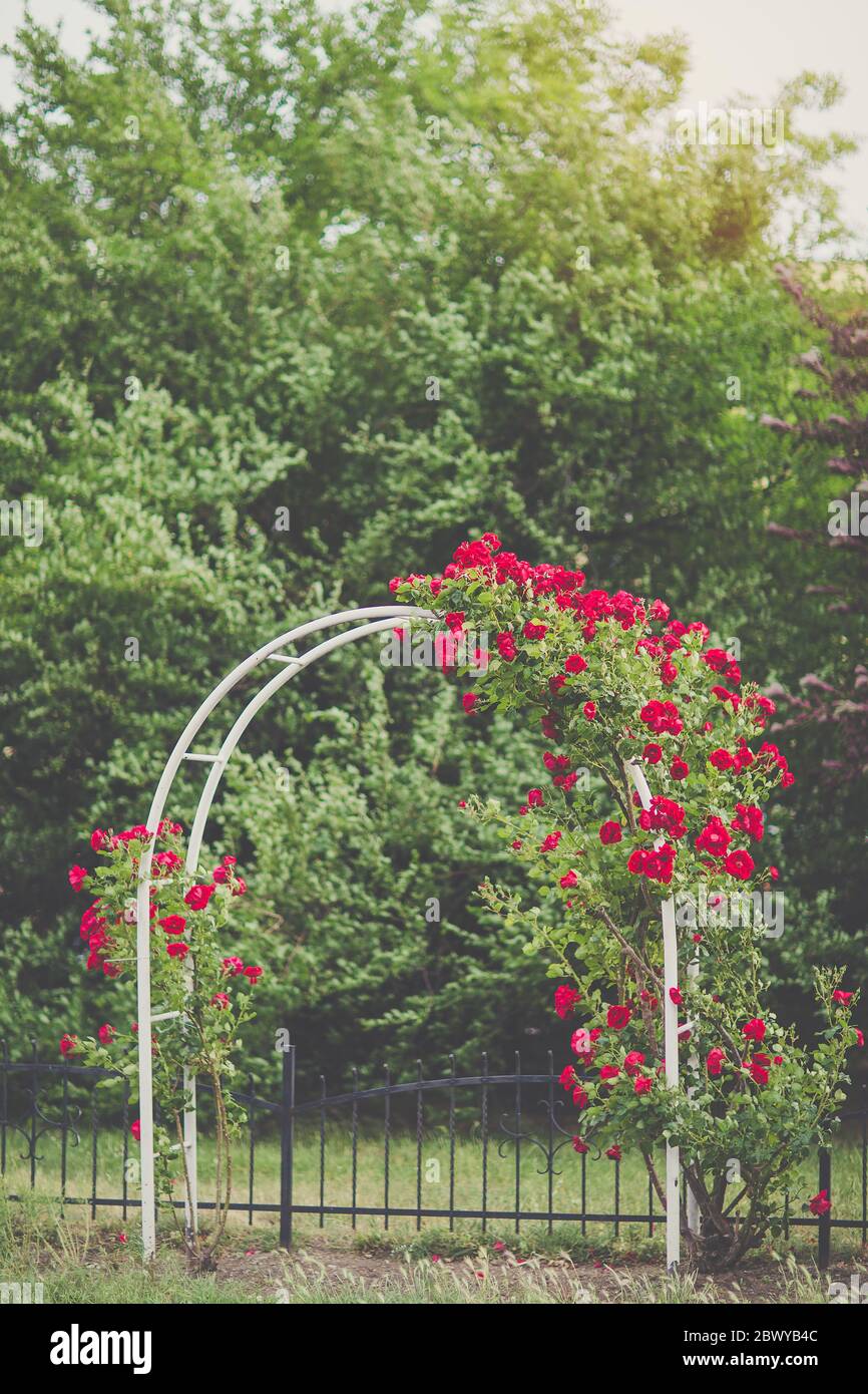Red climbing roses on arch blooming in garden Stock Photo Alamy