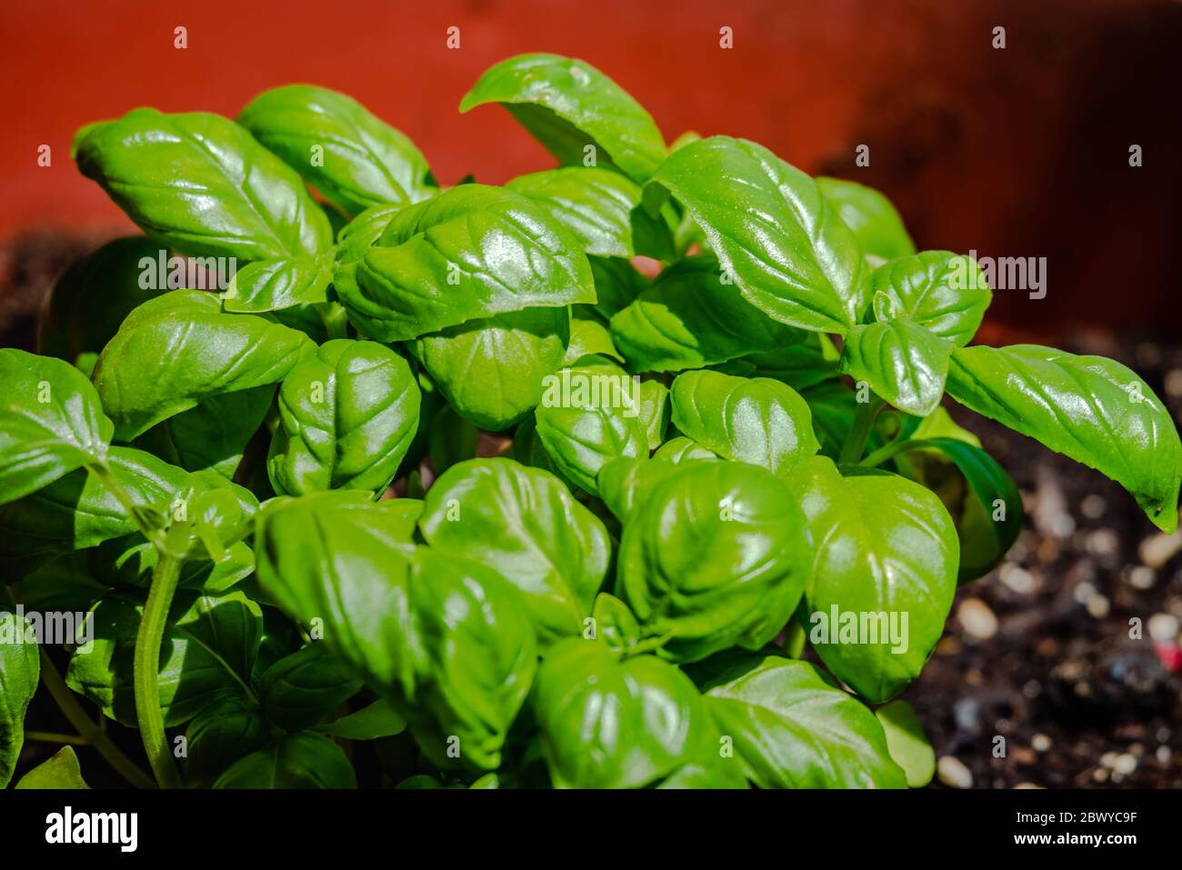 Sweet basil tree hi-res stock photography and images - Alamy