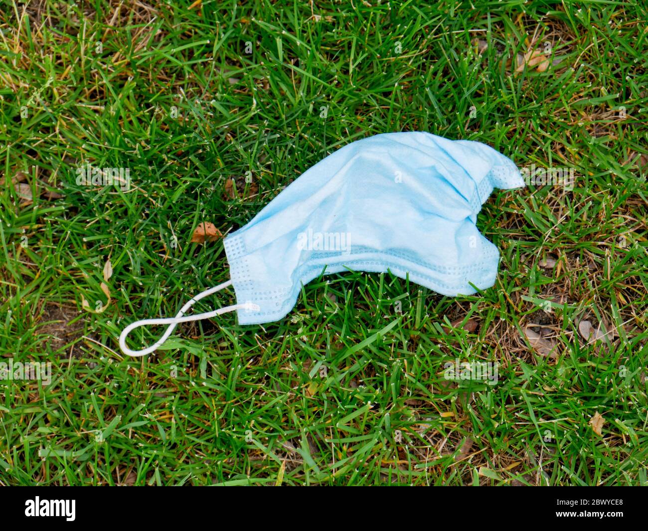 Surgical mask discarded on lawn during COVID-19 pandemic. Stock Photo