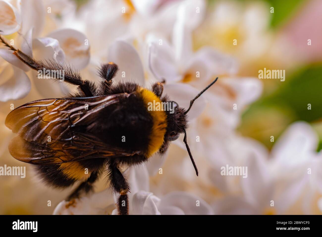 Bumblebee collecting pollen on plants and flowers Stock Photo Alamy