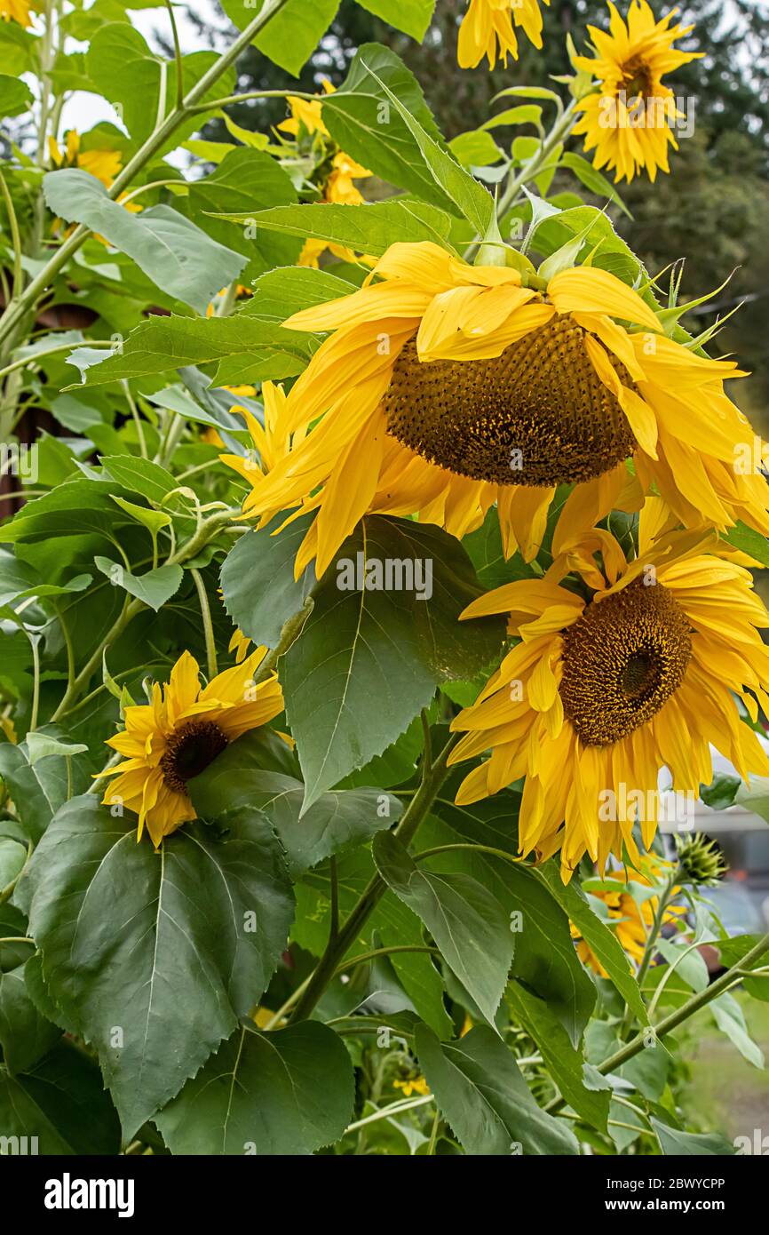 Giant variety sunflowers in full bloom drooping from tall stalks Stock