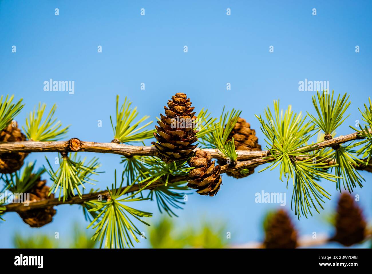 Cones on a tree in the springtime Stock Photo
