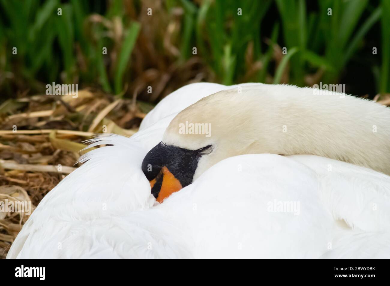 White mute swan sleeping on nest female pen Cygnus olor bird waterfowl Stock Photo