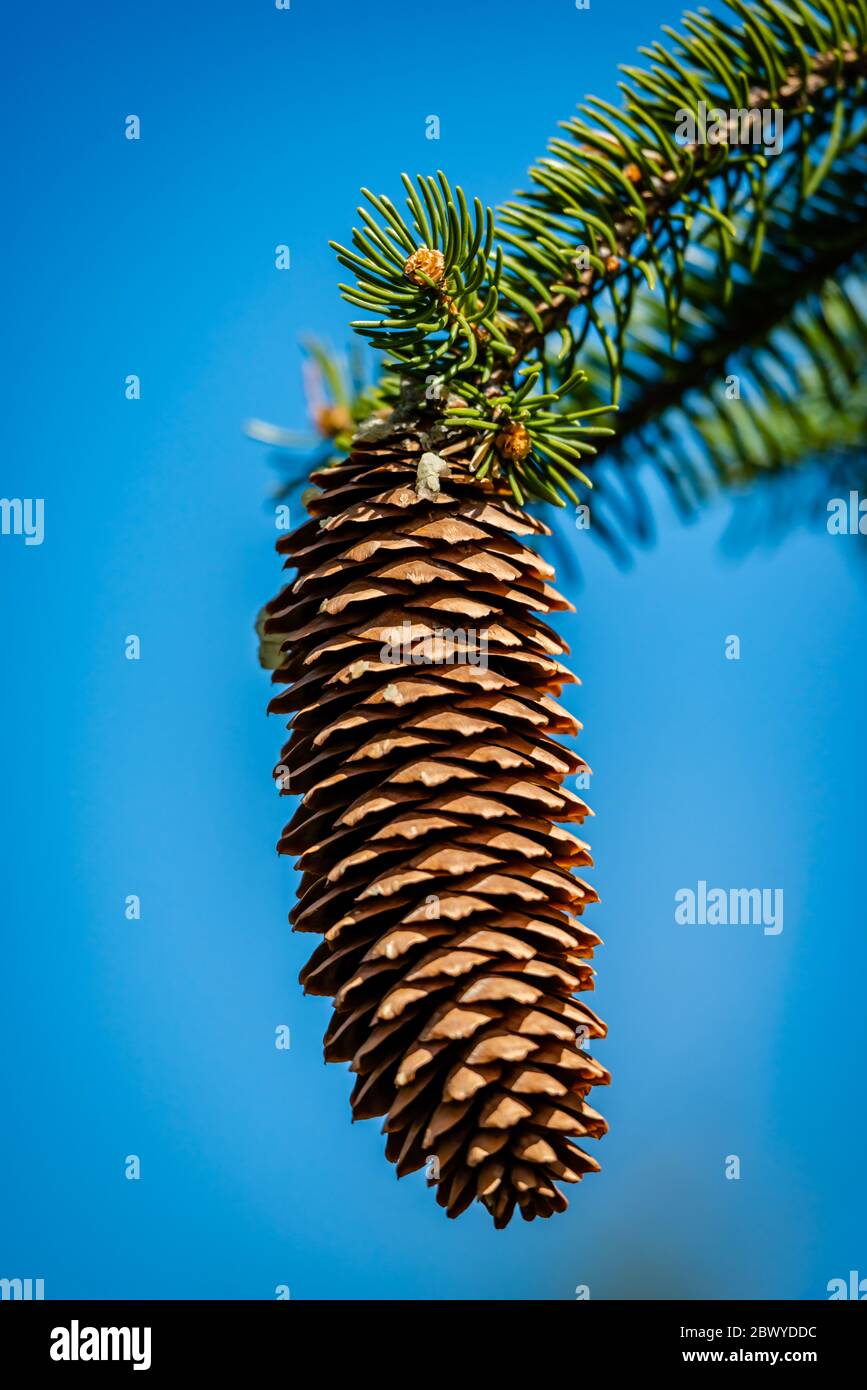 Cones on a tree in the springtime Stock Photo