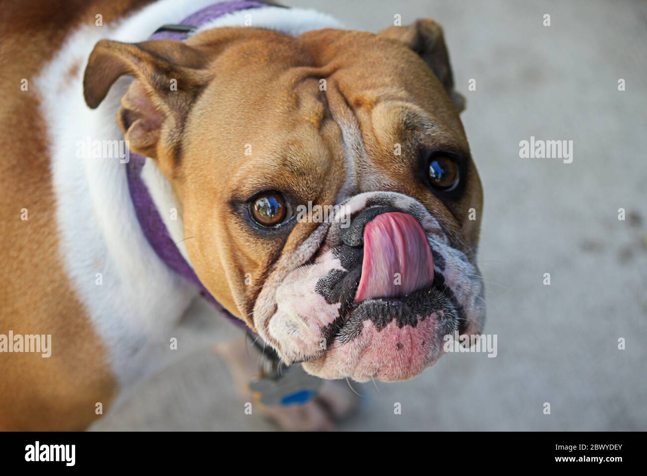 an attentive happy english bull dog licking its face Stock Photo Alamy