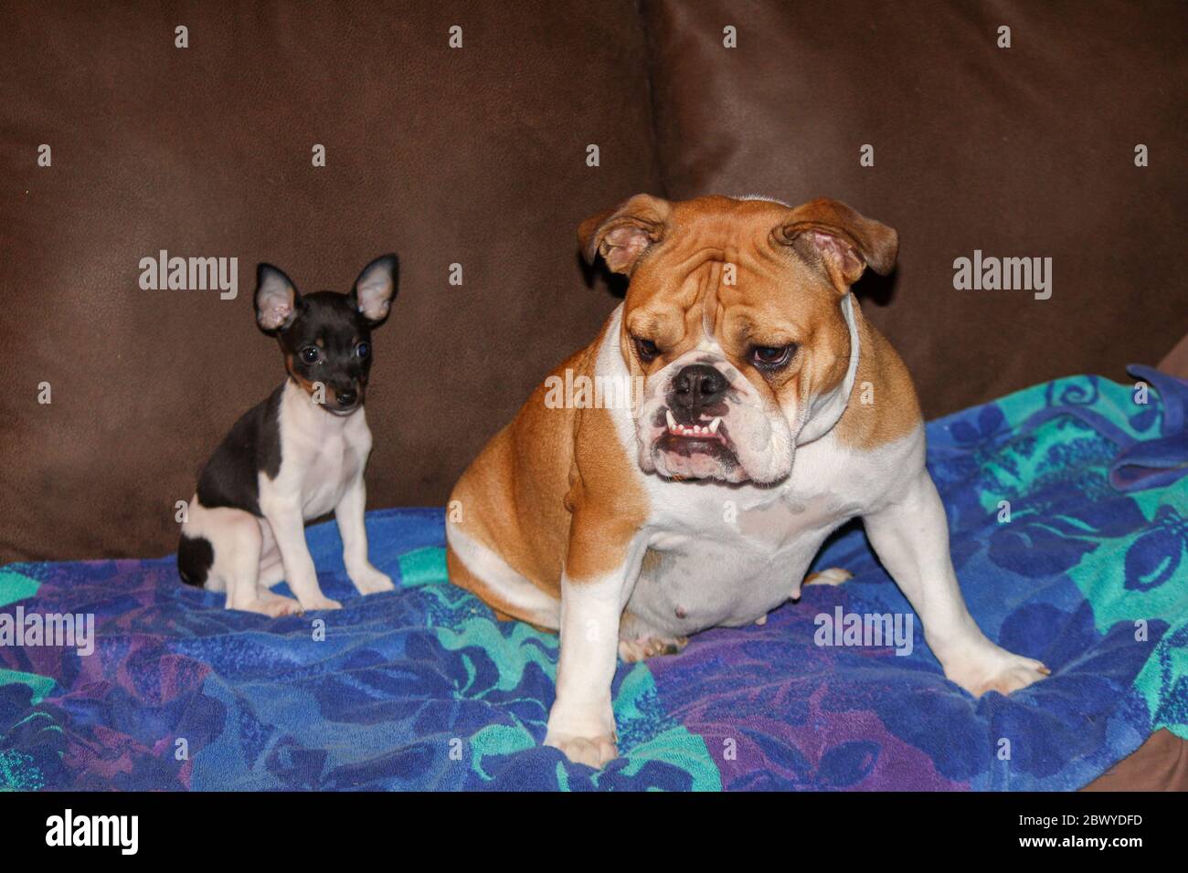 English bulldog hotsell and terrier mix