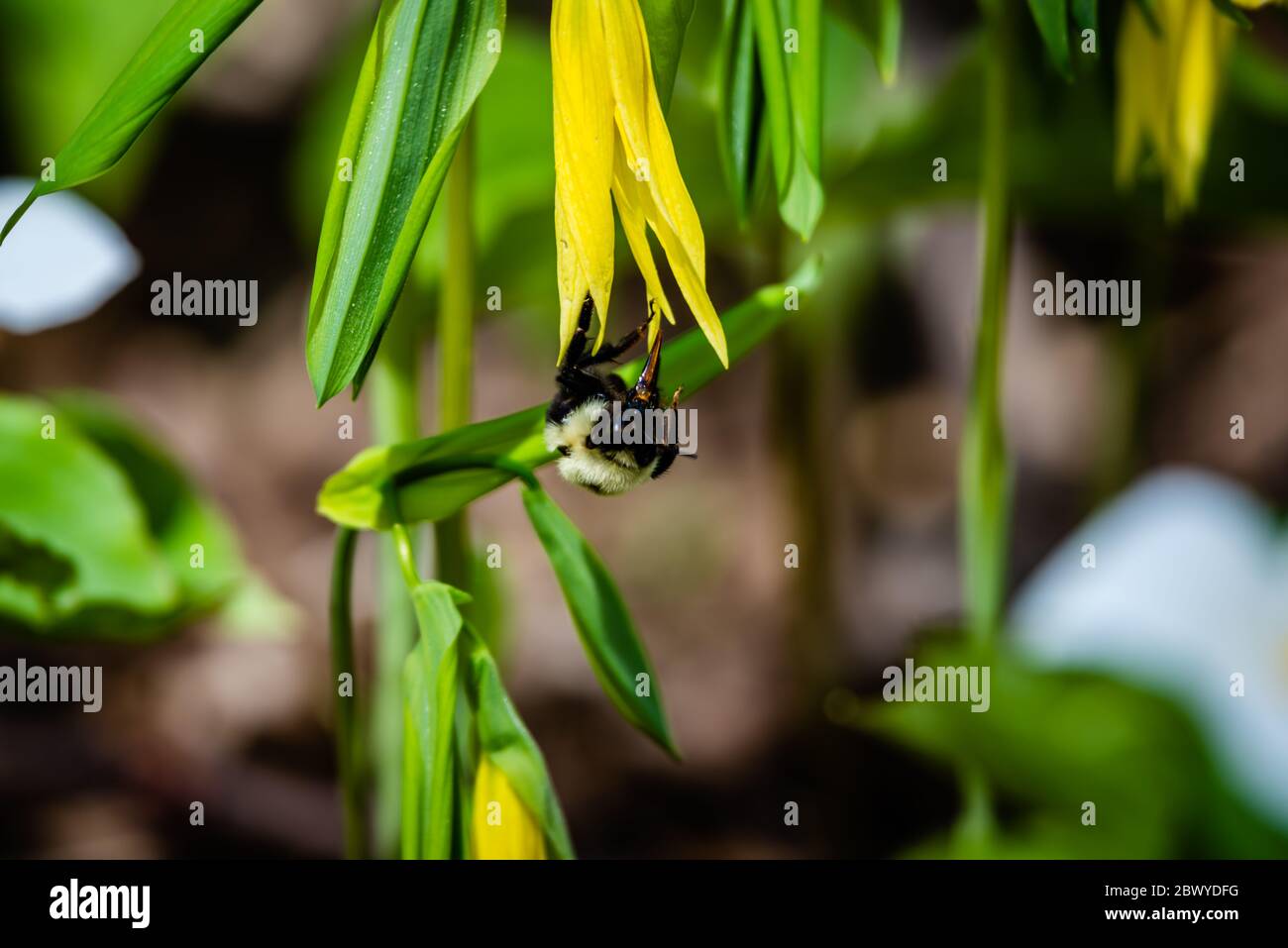 The large-flowered bell-wort or merry-bells Stock Photo