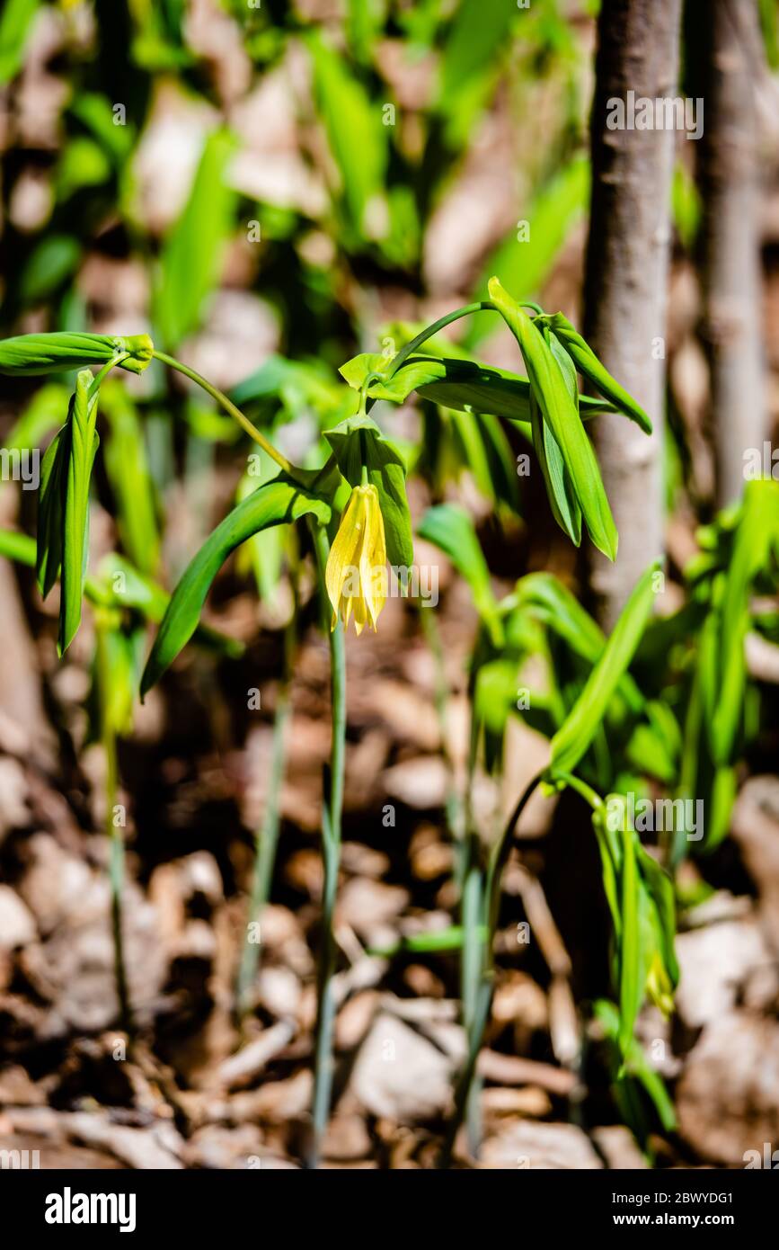 The large-flowered bell-wort or merry-bells Stock Photo