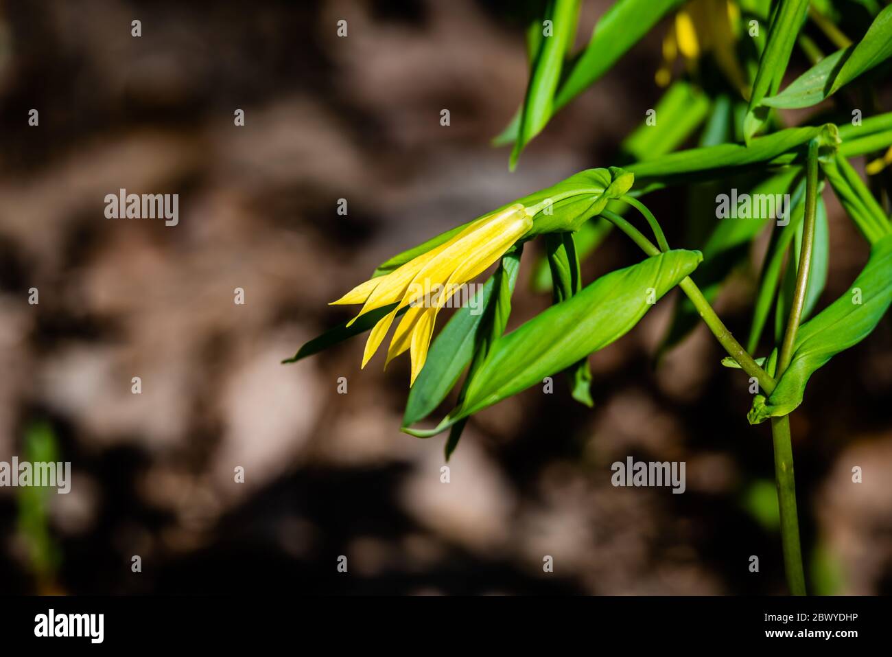 The large-flowered bell-wort or merry-bells Stock Photo