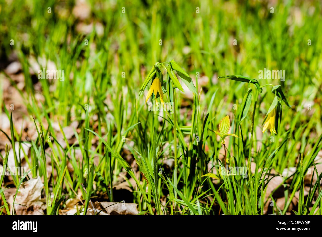 The large-flowered bell-wort or merry-bells Stock Photo