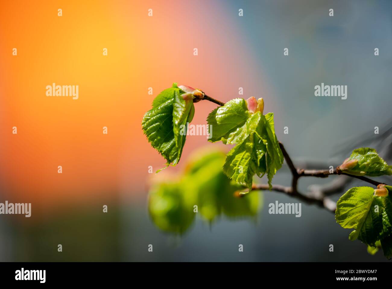 Linden tree leaves in the springtime Stock Photo