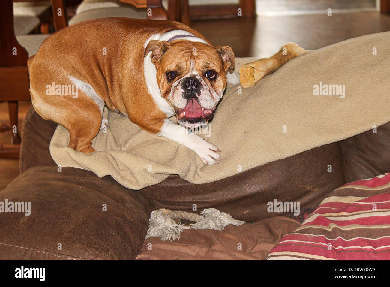 Pedigree english bulldog sales