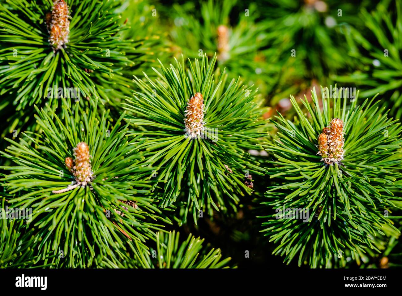 Cones on a tree in the springtime Stock Photo