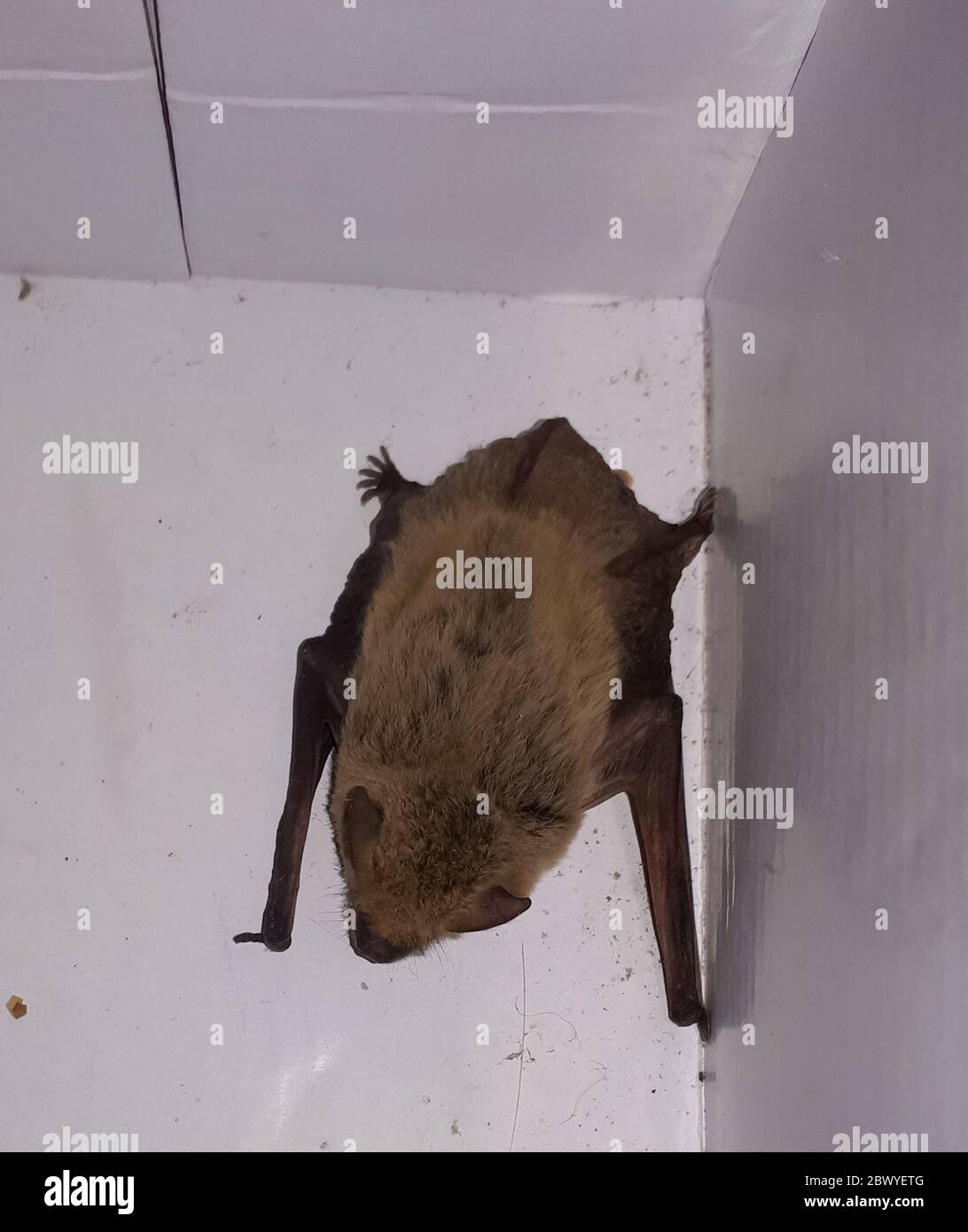 A bat is hiding in a corner of the room. Stock Photo