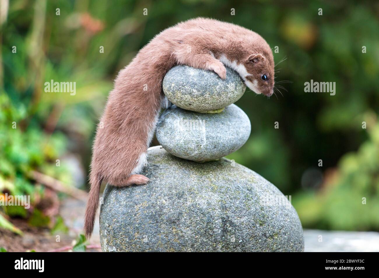 Stoat (Mustela erminea) perched on rocks, on alert watching. Garden in Wales Stock Photo
