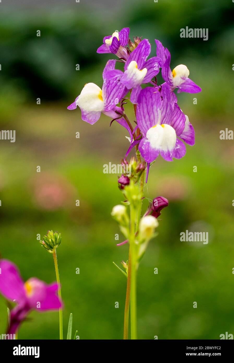 Tall growing wildflower hi-res stock photography and images - Alamy