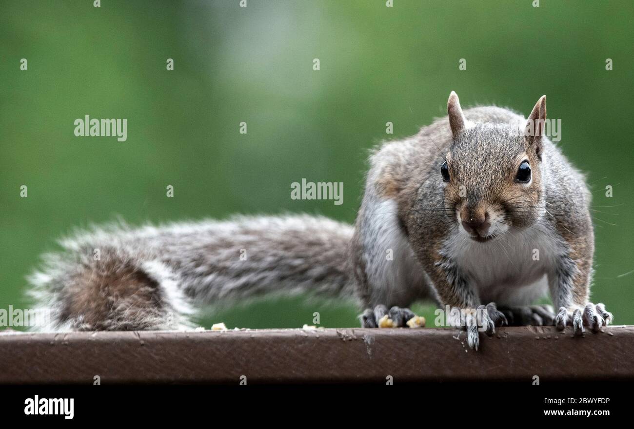 Squirrel on the deck Stock Photo Alamy