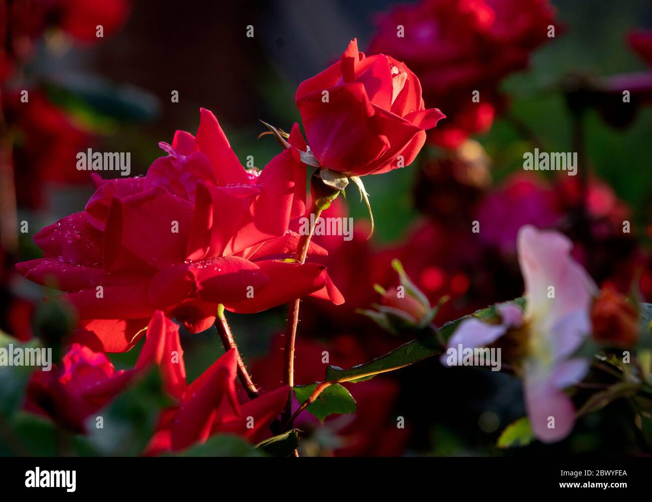 Early morning light on red roses Stock Photo - Alamy