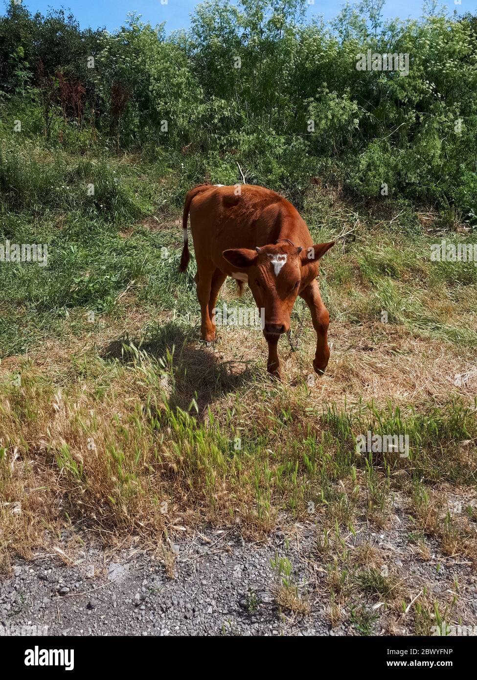 The calf grazes on the grass. cow cub. Stock Photo